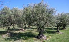 arije oliviers