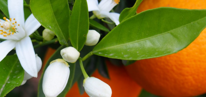 jardins de la médina zahria fleur d'oranger à Marrakech